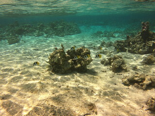 Fond marin, lagon de Maupiti, Polynésie française	