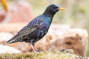 Common Starling in natural habitat