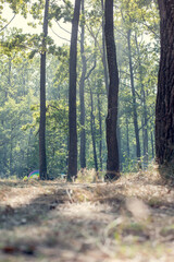 forest in the morning