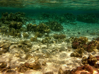 Récif de corail, lagon de Maupiti, Polynésie française	