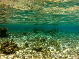 Fototapeta na wymiar Plongée dans le lagon de Maupiti, Polynésie française 