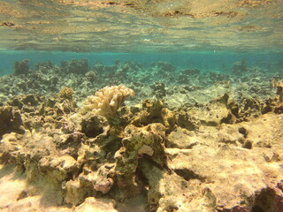 Récif de corail, lagon de Maupiti, Polynésie française	