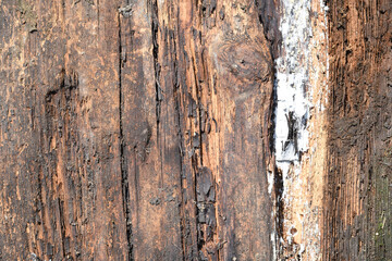 Background old rotten surface of the board. Wood texture. Place for advertising