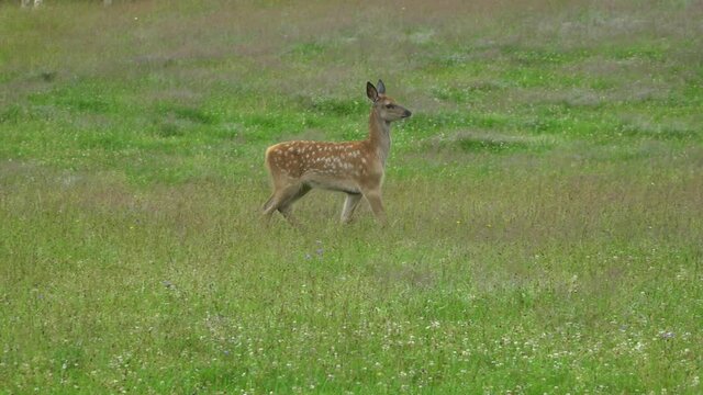 The little deer walked in the meadow