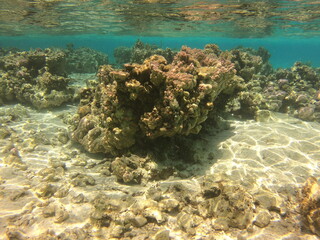 Naklejka na ściany i meble Récif de corail, lagon de Maupiti, Polynésie française 