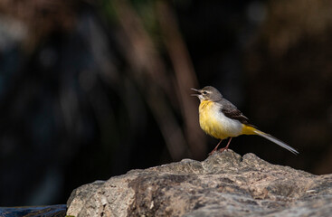 Grey Wagtain sitting on stone in the river