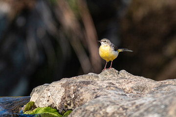 Grey Wagtain sitting on stone in the river