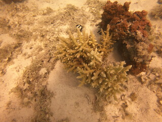 Corail du lagon de Maupiti, Polynésie française	