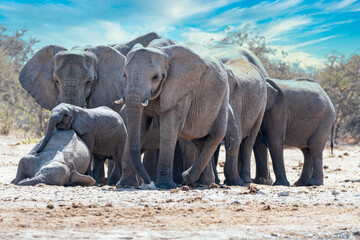 Elephants at a waterhole in Africa