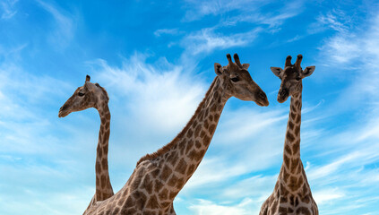 African giraffes on game reserve