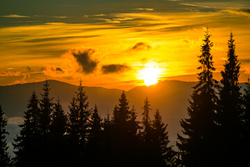 Fototapeta na wymiar Breathtaking sunset in coniferous forest.
