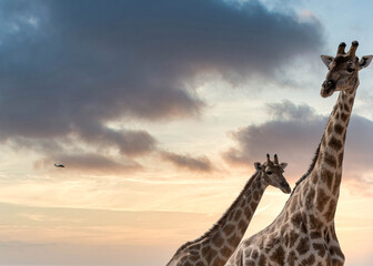 African giraffes on game reserve © Pierre vincent