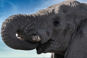 Portrait of a big elephant