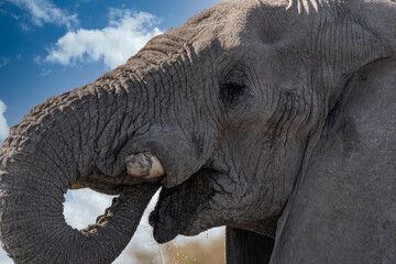 Portrait of a big elephant