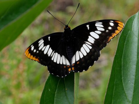 Lorquin's Admiral 