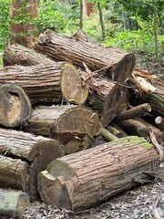 森の中に放置された丸太