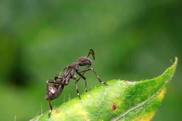 Stink bug on green leaves, North China