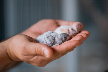 Zwei Wellensittichküken auf der Hand