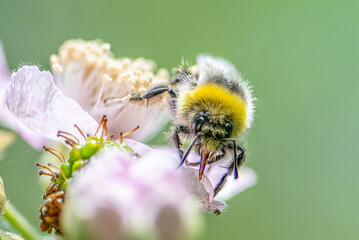 close up of a Bumblebee extracting nectar form the blooms on a raspberry flower in organic garden