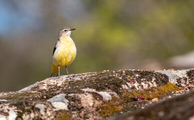 Grey Wagtain sitting on stone in the river