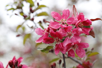 Crimson flowers of a hybrid Apple tree close-up. Malus hybrid Royalty.