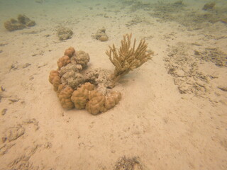 Corail du lagon de Maupiti, Polynésie française	