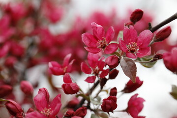 Fototapeta na wymiar Crimson flowers of a hybrid Apple tree close-up. Malus hybrid Royalty.