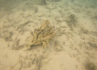 Corail mort, lagon de Maupiti, Polynésie française