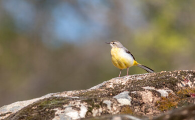 Fototapeta premium Grey Wagtain sitting on stone in the river