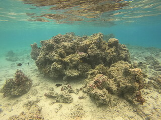 Patate de corail, lagon de Maupiti, Polynésie française