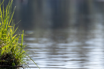 Green grass by the river with blurred water background. Copy space natural greenery summer background. Recreation by the water.