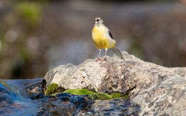 Grey Wagtain sitting on stone in the river