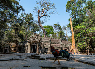 Tempel im Angkor Park, Cambodia,  - 363595632
