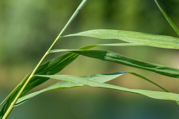 Green grass blades on wild lake blurred background. Summer vacation relaxation by the river. Greenery blades close-up