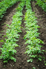 Potato plants on the field. Selective focus.