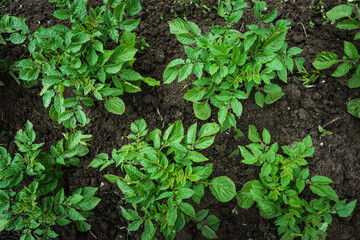 Potato plants on the field. Selective focus.