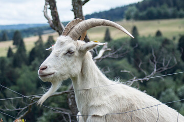 Jolie petite chèvre blanche a cornes