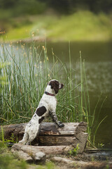 dog english springer spaniel	
