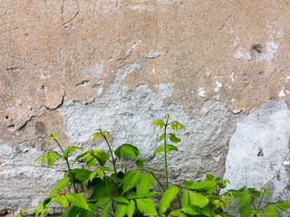 Bright green plants on the stone wall. Great background or texture.