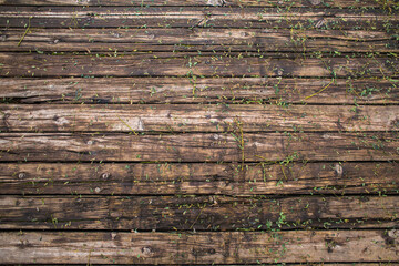 Old wooden flooring, grass sprouts through the gap between the docks, wooden background.