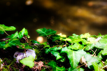 fantastica natura © Lidia Pachetti