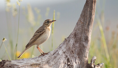 tawny pipit bird in natural habitat