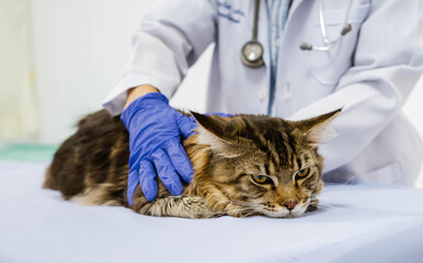 Young women veterinarian examining cat on table in veterinary clinic