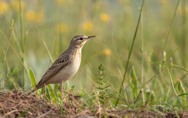 tawny pipit bird in natural habitat