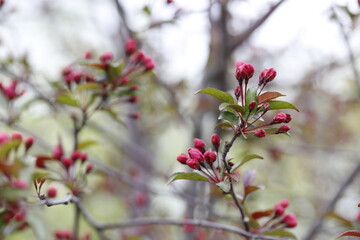 Raspberry buds of a hybrid Apple tree close-up. Malus hybrida Royalty.