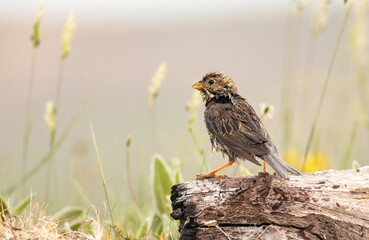 Corn Bunting in natural habitat