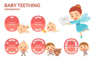 Baby Teething. Tooth Fairy. Period of eruption and shedding of baby's teeth. Flat design.