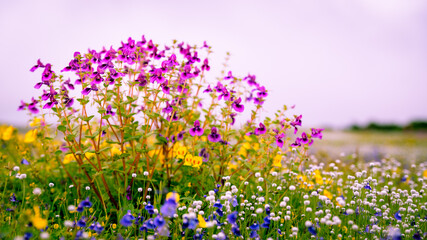 Kas pathar, plateau. In monsoon, these colorful flowers only blossom once in a year in soil gathered in rocks of a mountain after monsoon is over. Satara near Pune, Maharashtra, India.