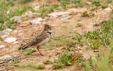 Male Calandra Lark sitting and singing on the ground