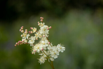 A branch with pink and white flowers on a dark green grass background